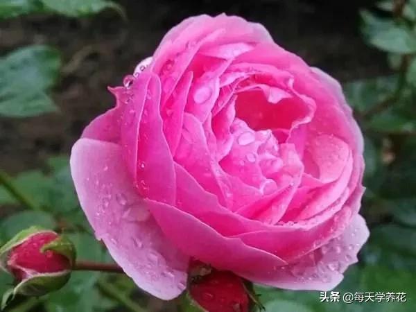 艾拉绒球小苗养护,艾拉绒球室内养殖方法