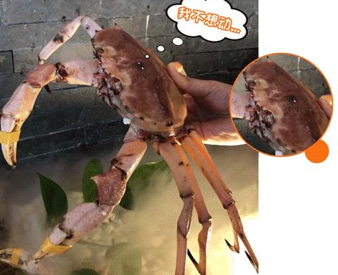 外滩惊现天价「奶盖雪蟹」，比宝马还贵