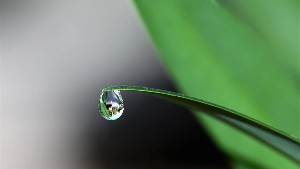 不知寄情于柳如何？