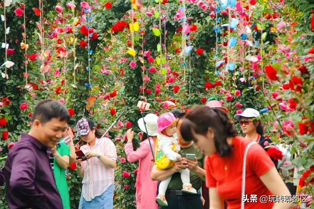 郫都区最美的花海,成都郫都花乡玫瑰开放了吗