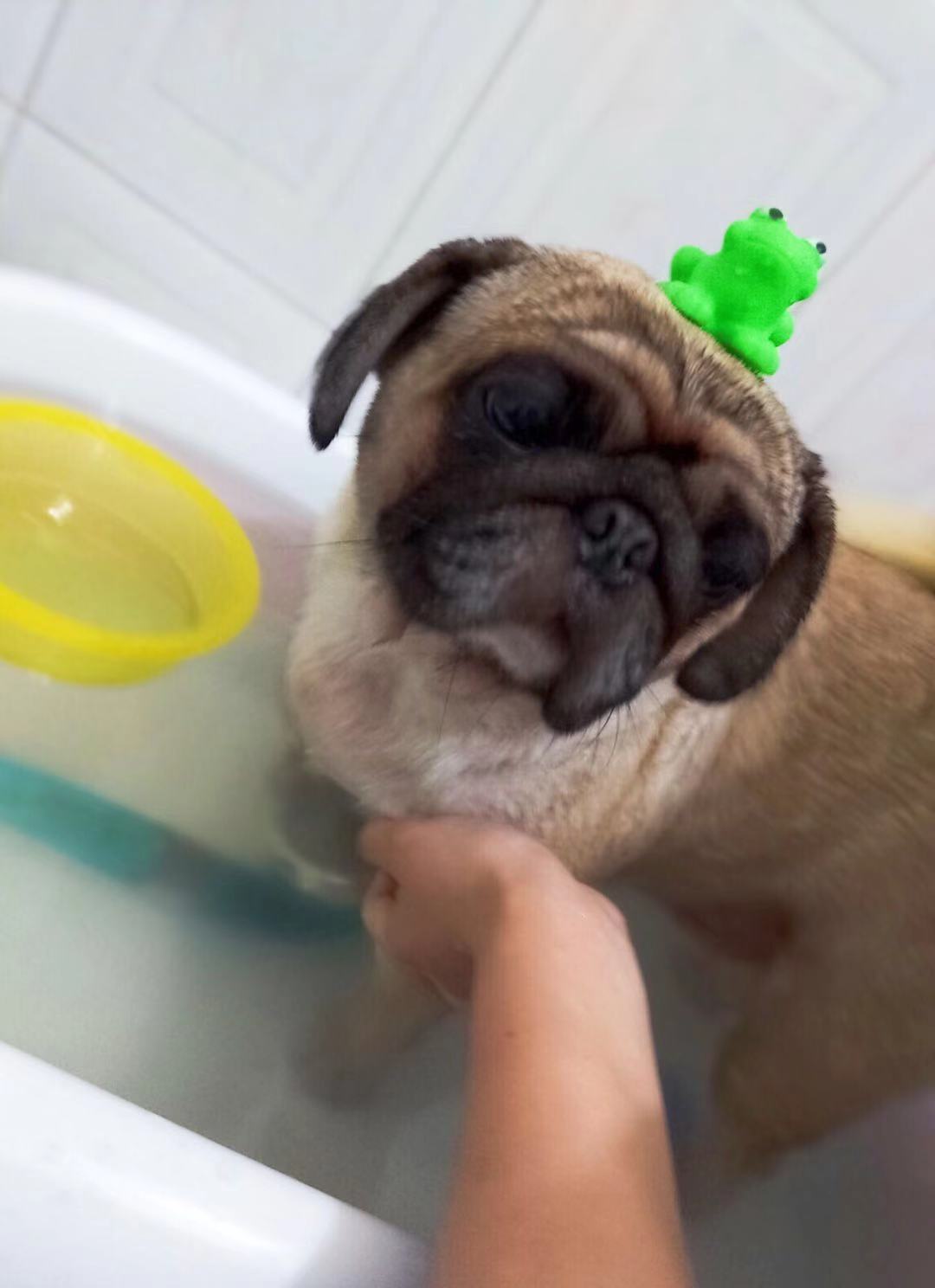 养狗10年后的后悔,养狗是不是每天都要给狗狗洗澡