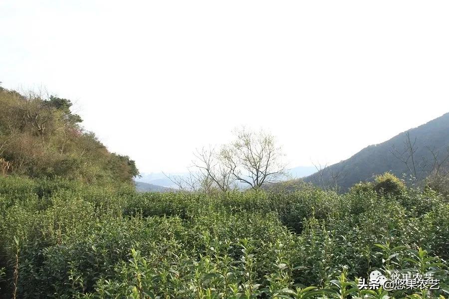 普陀佛茶明前茶,2017普陀佛茶