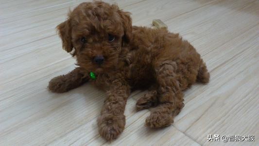 只因为一片驱虫药，就要了一条小泰迪的生命，主人后悔莫及