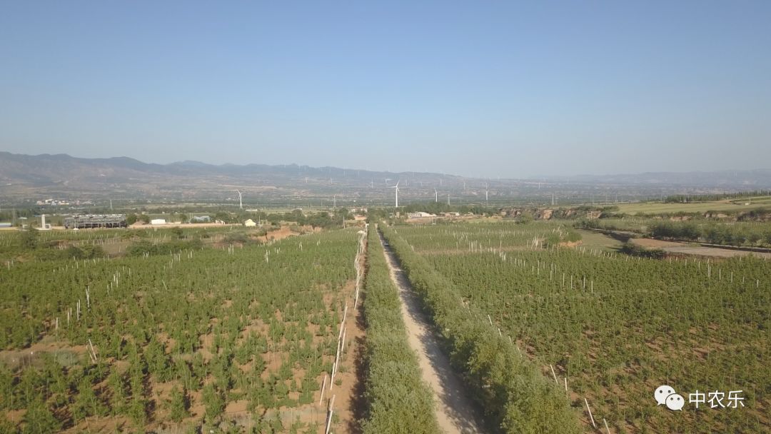 「运城日报」中农乐桃花源：“河东桃”的“大脑”