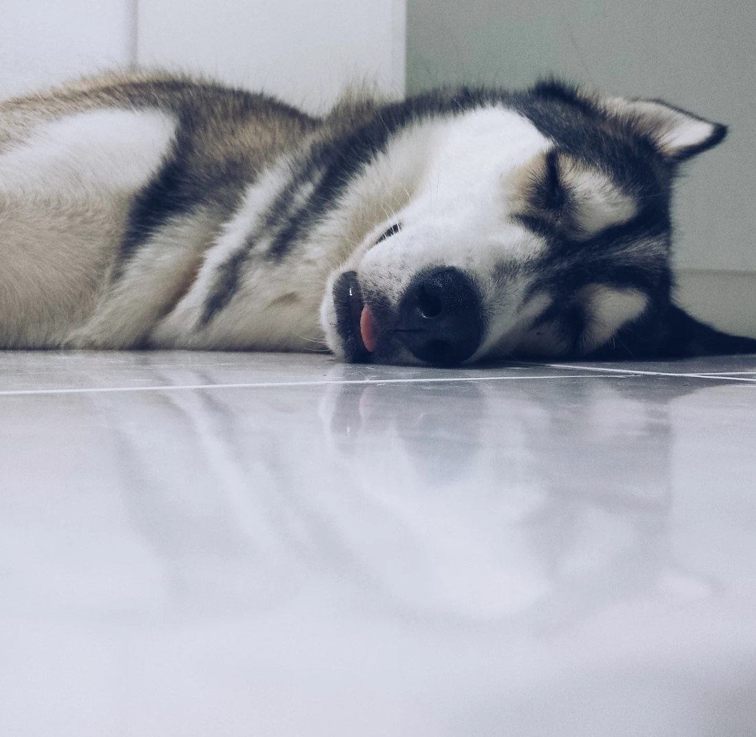 狗狗睡觉的最佳方法,狗狗睡觉姿势大揭秘