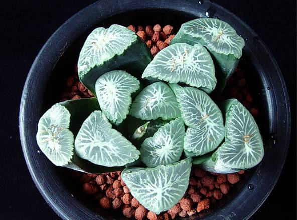 多肉植物好养又容易开花,长相怪异的9种多肉植物