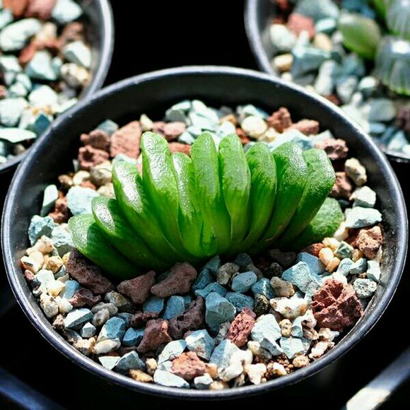 玉扇怎么判断品相,什么玉扇品种最好