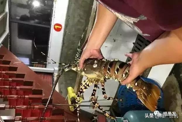 各国海鲜大盘点,今年过年最值得入手的海鲜