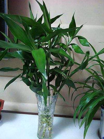 富贵竹冬天怎么防止冻死,冬天富贵竹被冻死怎么补救