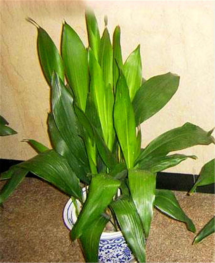 一叶兰的叶子长得又矮又小,一叶兰多久长新叶