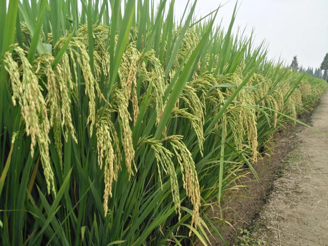 徽两优1577第一名高产稻种,徽两优985稻种简介