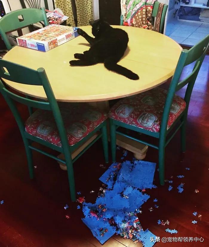 养猫还想养只猫,养猫会有想扔的想法吗