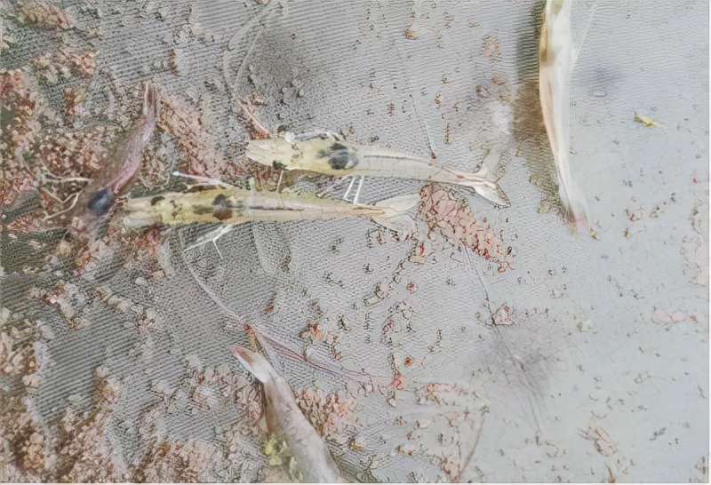 养殖户容易犯什么病,对虾养殖白便分析与处理