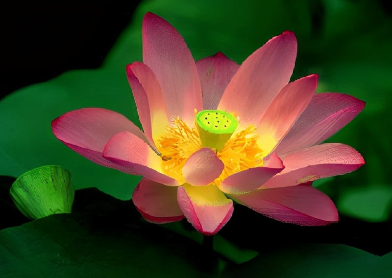 世界各国的国花和国树是什么,世界各国国花大开眼界美到爆