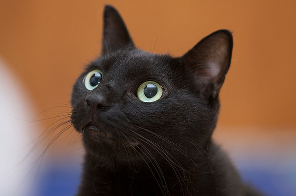 中华田园猫黑猫绿眼,中国田园猫咪黑猫