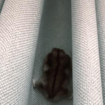 仓鼠长期躲角落怎么让它不再躲,刚到家的仓鼠要不要给它躲避屋