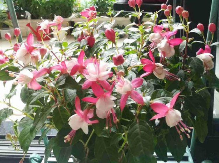 好养一年四季都可以开花的花,三种漂亮又好养的花