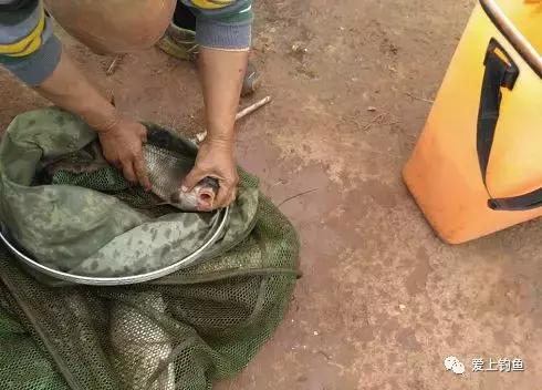 四川省仁寿县黑龙滩鱼,仁寿县黑龙滩年出鱼量