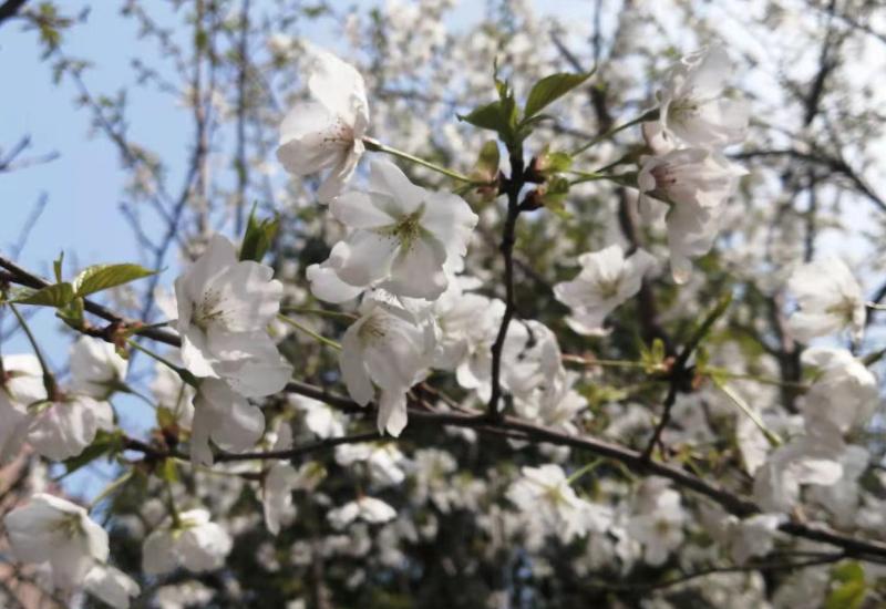 公司辞退管理层的5大招数,用人单位辞退员工怎么赔偿