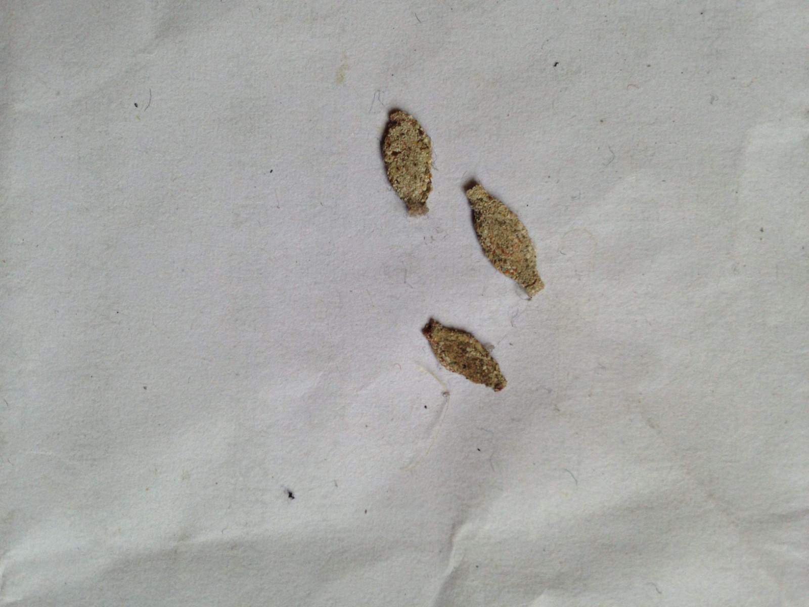 衣柜底下有黑色小虫子怎么办,衣柜里长虫子了怎么办