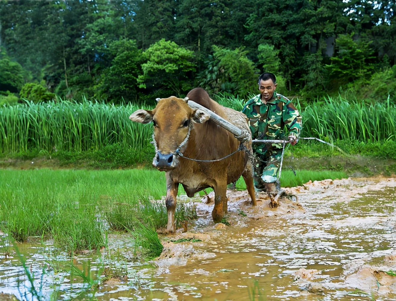 俗语穷不耕丈人田,为什么有穷死不耕丈人田的说法