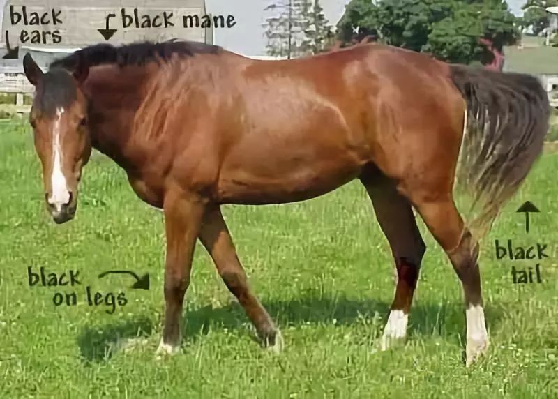 战马颜色,战马的区别