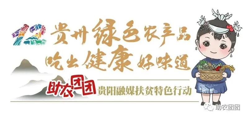 贵州助农团团最新视频,助农团团直播回放