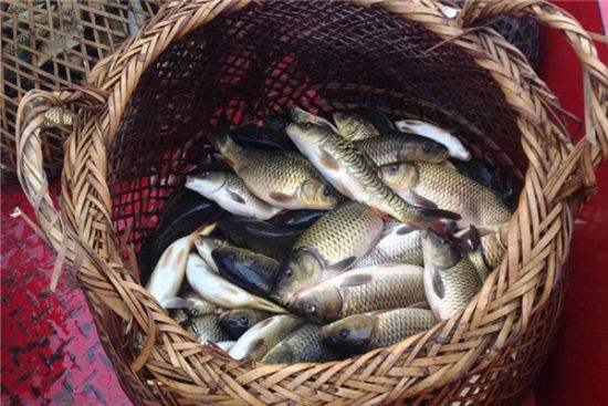 小龙虾和泥鳅能混养吗,网箱养鳝鱼可以套养小龙虾吗