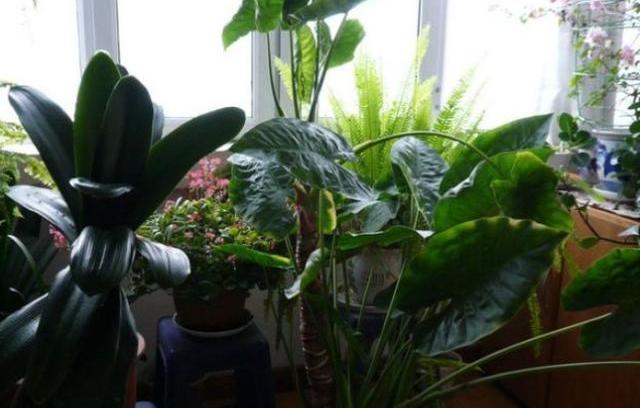 养花加什么叶子绿油油,老花农养花只用这种水全年不施肥