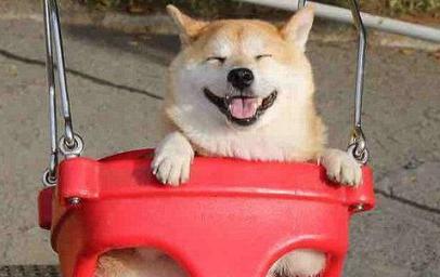 柴犬狗狗真的是通人性的,狗狗柴犬有多可爱呢