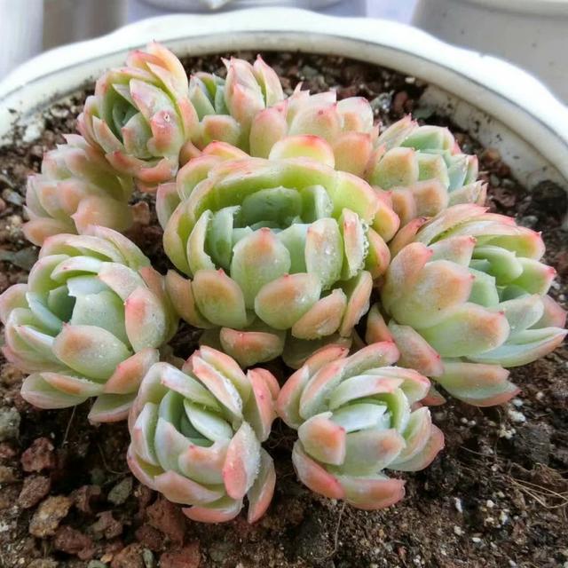 冰梅多肉夏天怎么养,夏季养多肉冰梅方法