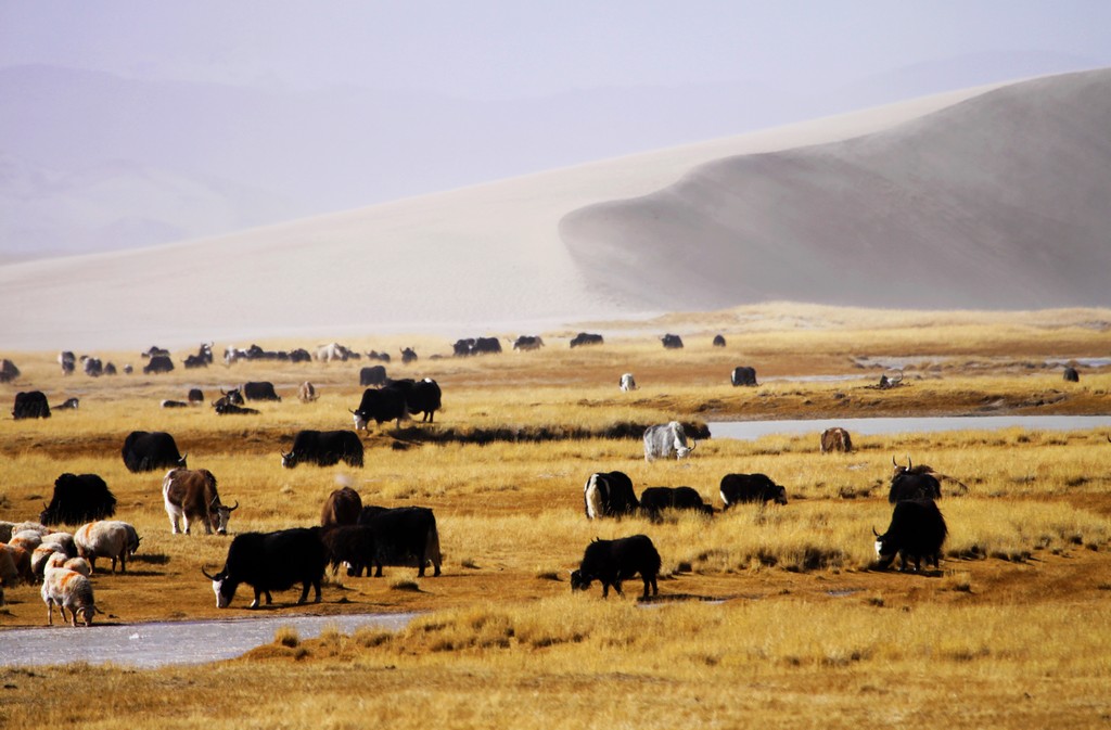 什么？你说*藏西**的冬天不好玩，那你一定没有见过*藏西**的冬天
