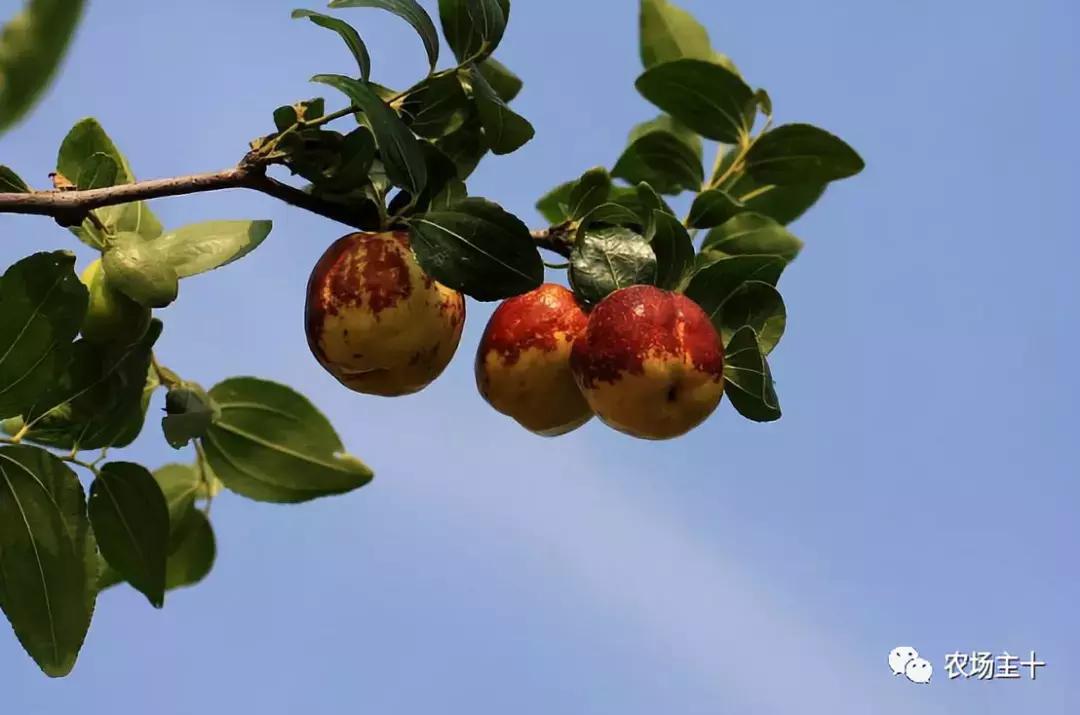 农产品众筹技巧,我国农产品众筹现状