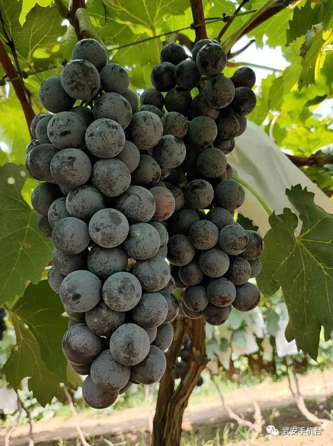 摘葡萄游乐园,摘葡萄还可以免费玩的地方