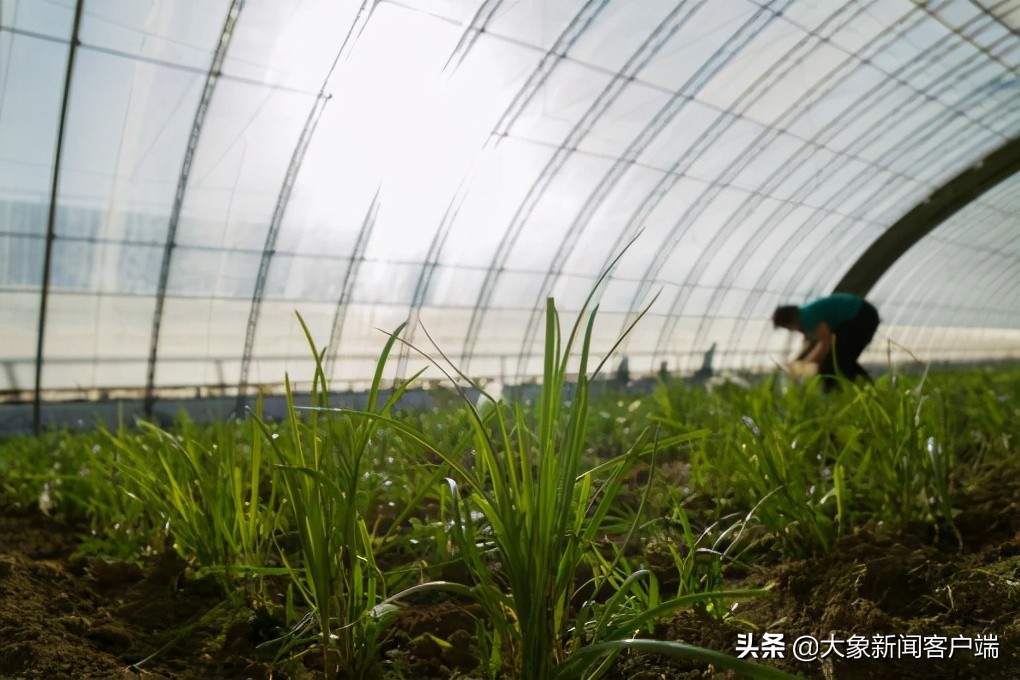 中国的珍稀植物,史上最稀有的十大植物