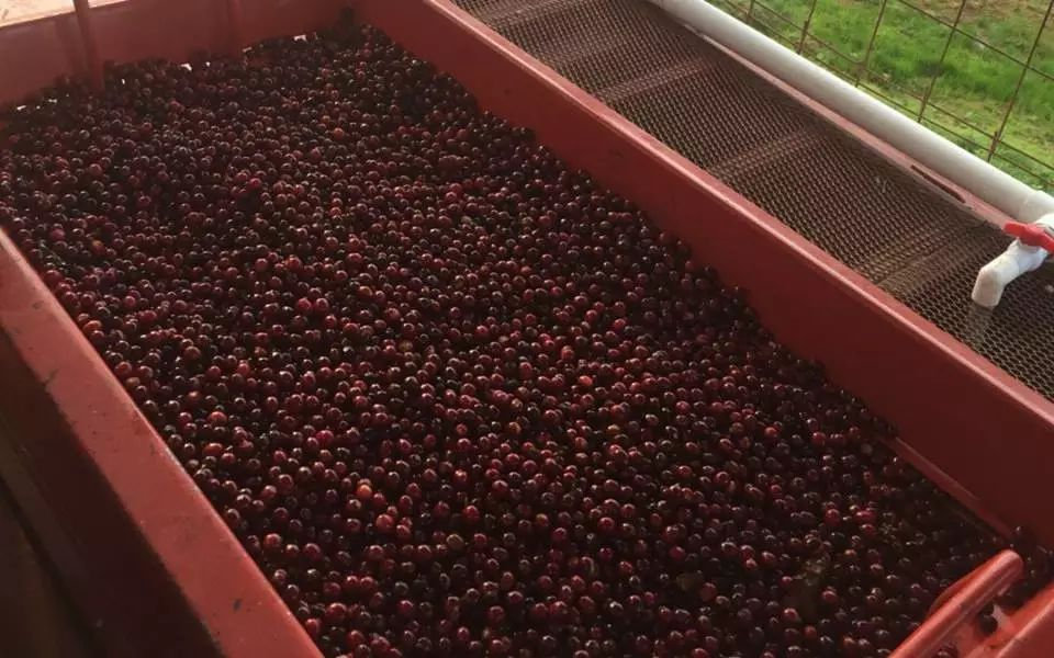 洪都拉斯咖啡豆的产区,咖啡豆洪都拉斯