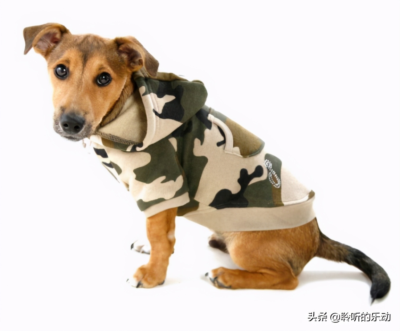 十大可爱的宠物狗,最潮的狗狗穿衣搭配