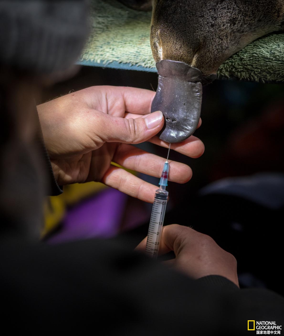 鸭嘴兽可能还存在吗,鸭嘴兽有毒为什么还要濒临灭绝