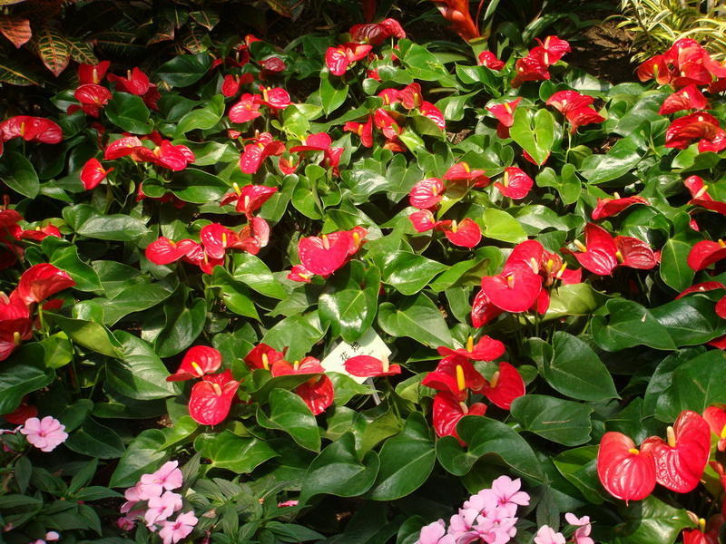 红掌开花寓意,红掌几月开花好