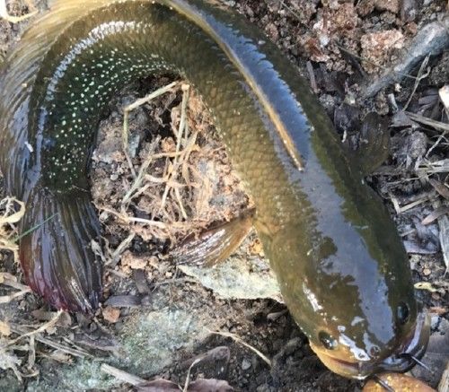 农村最好吃的十种鱼,盘点20种好吃又营养的常见鱼