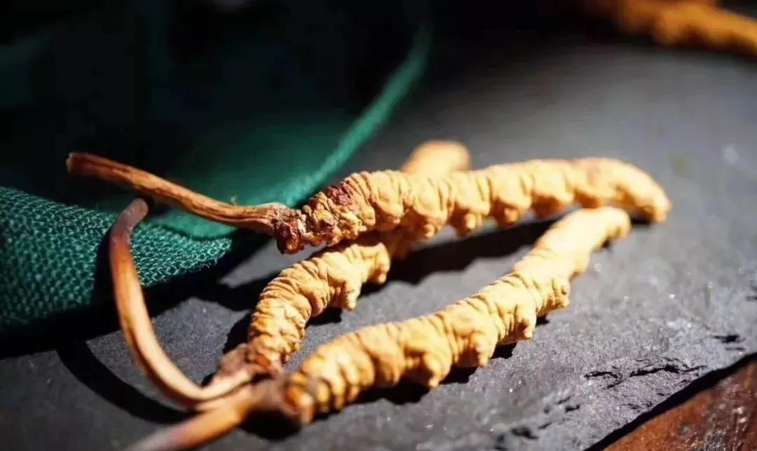 人工培育冬虫夏草价格,怎样区别人工种植的冬虫夏草