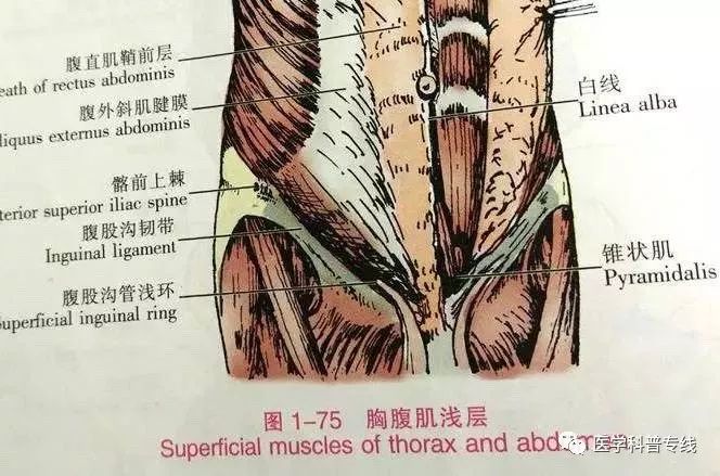 踝关节扭伤小科普,腹股沟韧带拉伤表现