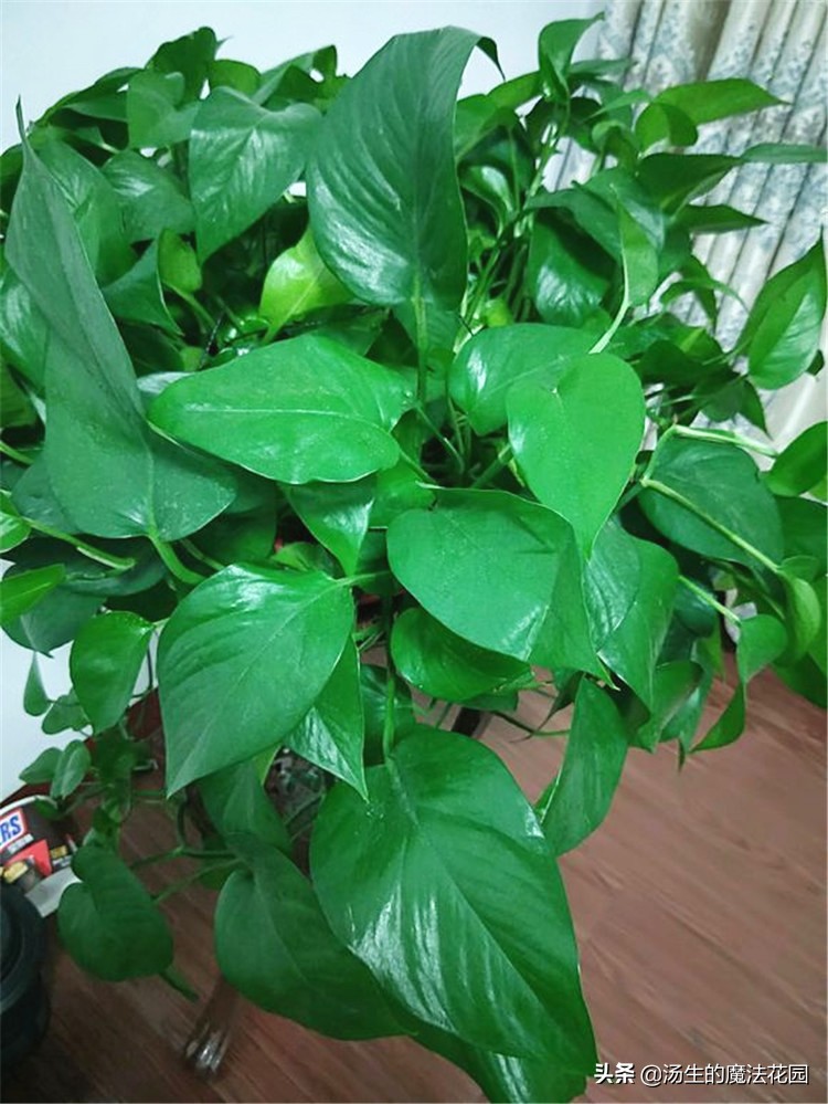 绿萝扦插注意事项,绿萝扦插注意事项有哪些