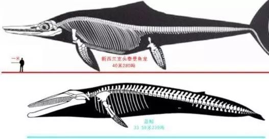 蓝鲸是有史以来最大的动物吗,蓝鲸是世界上最大的动物