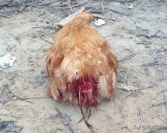 鸡互啄的原因分析及防治,鸡没有完整的羽毛怎么回事
