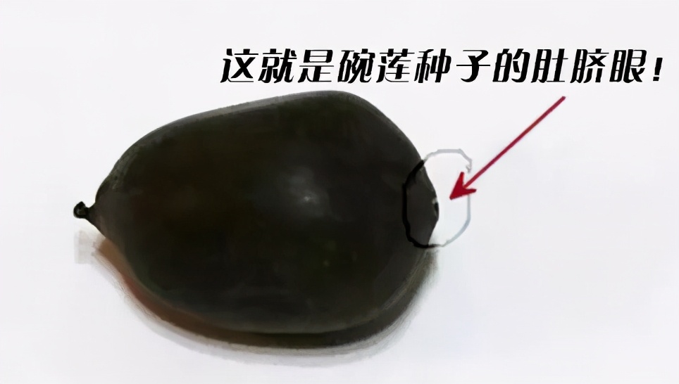 碗莲种子快速出芽的方法,碗莲种子可以用透明容器泡发吗