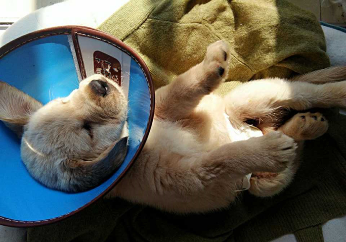 狗狗把自己烫伤后，记住不能用牙膏紧急处理，主人应学会正确方法