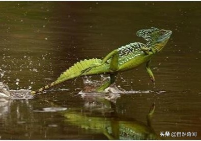 亚马逊十大凶猛植物,巴西亚马逊热带雨林动植物