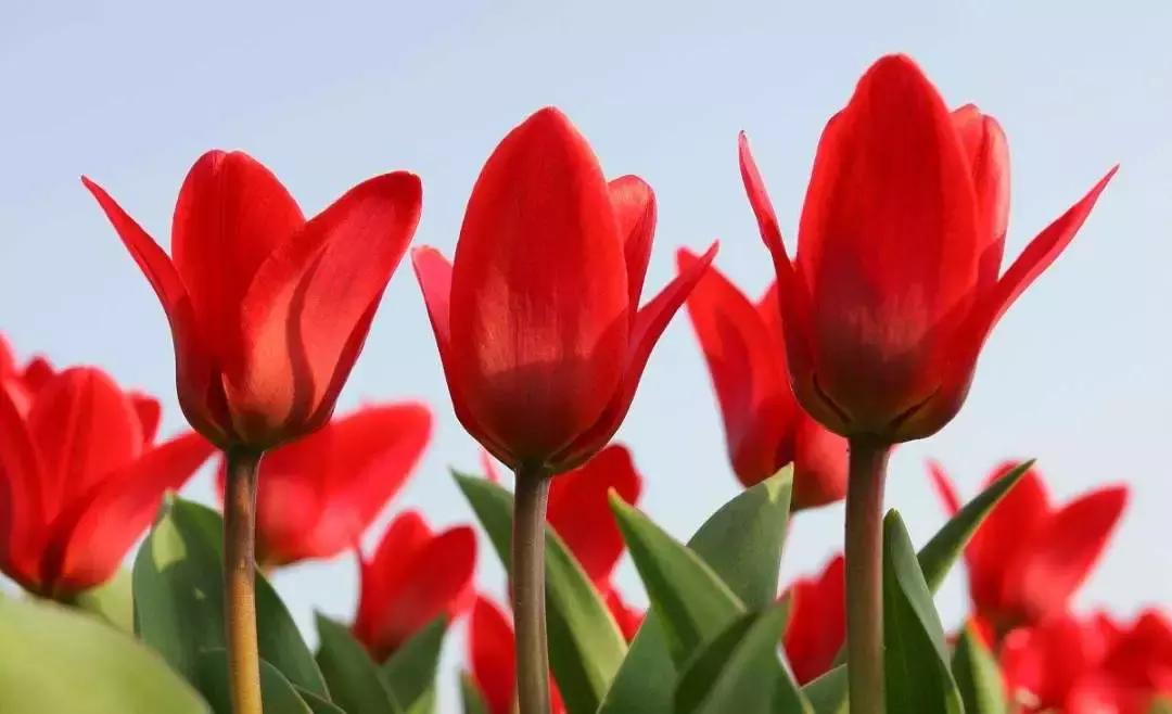 元宵花灯太美了,春季赏花郁金香太美了