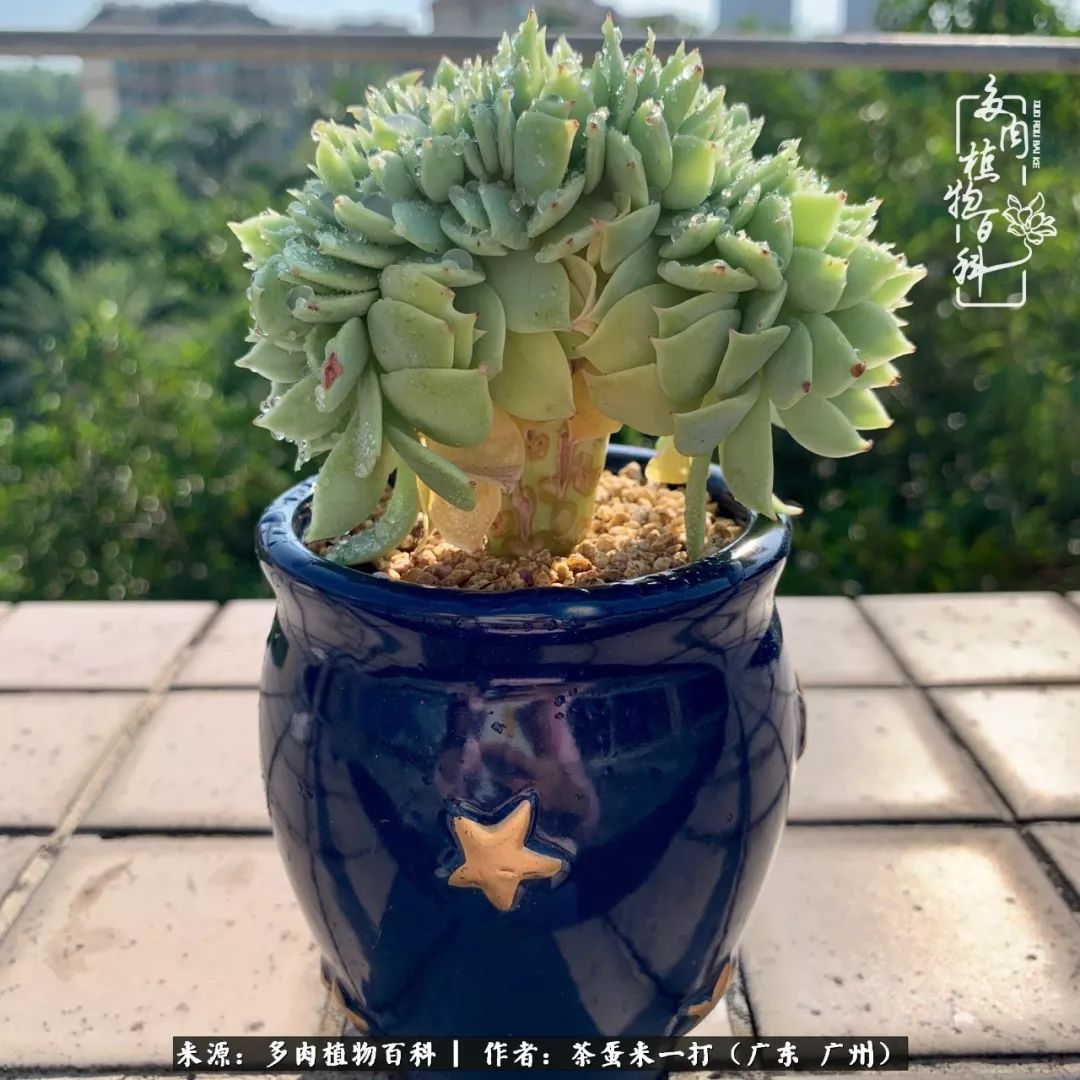 在冬日阳光下，记一个多肉小白的养肉历程